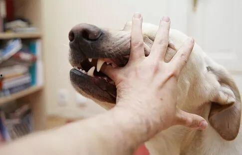 国产女人与狗,女性力量与忠诚犬伴的感人故事